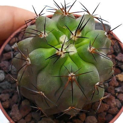 Copiapoa cinerea X bridgesii sjelden sukkulent kaktus med tykk grønn kropp og lange mørke pigger