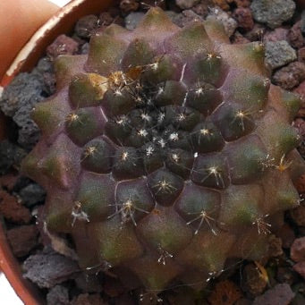 Copiapoa humilis small round succulent cactus with dark green and purple tones