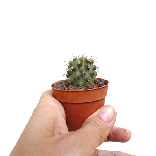 Piccolo cactus verde Copiapoa goldii con spine dorate appuntite in vaso di terracotta
