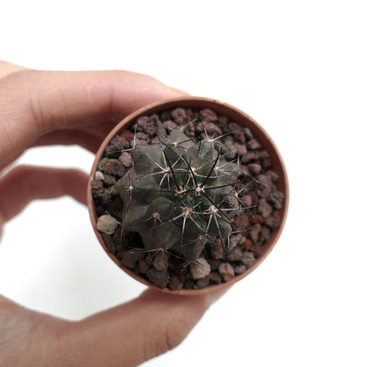 Copiapoa desertorum small dark green cactus with long black spines in pot