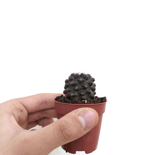 Petit cactus sombre violet Copiapoa humilis X griseoviolacea avec tubercules arrondis et épines courtes