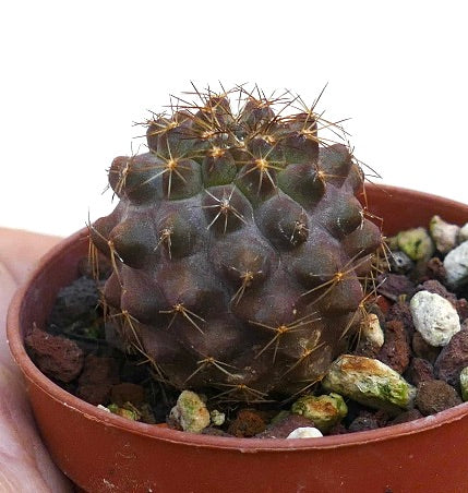 Copiapoa serpentisulcata dunkelgrüner Sukkulenten-Kaktus mit markanten Stacheln im Terrakottatopf