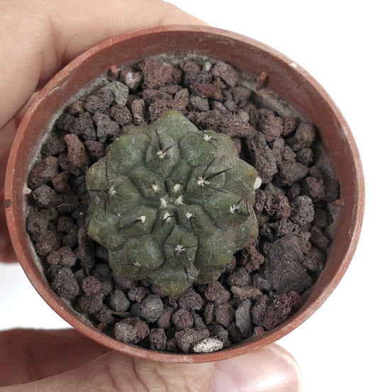 Copiapia cinerea small succulent cactus with dark spines and textured green surface in pot