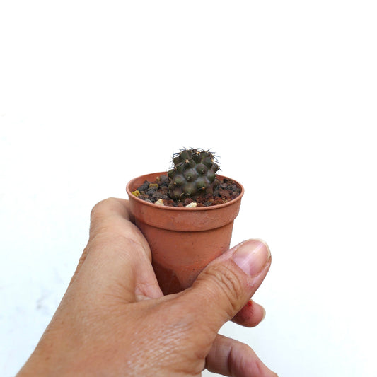 Copiapoa cinerea X grieseoviolacea liten mørkegrønn kaktus med skarpe torner i terrakottapotte