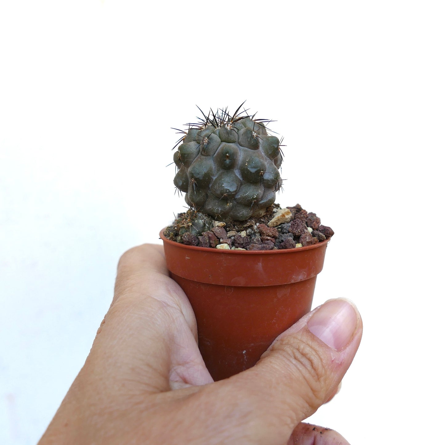 Copiapoa cinerea small dark green succulent cactus with prominent spines in pot held by hand