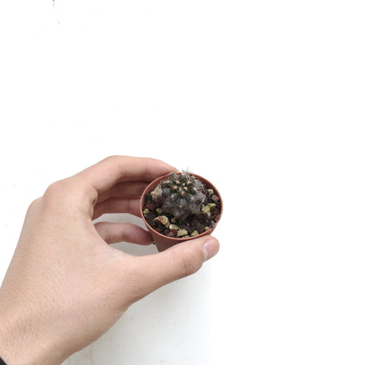 Piccolo cactus Copiapoa goldii di colore verde scuro con spine corte in un vaso minuscolo tenuto in mano