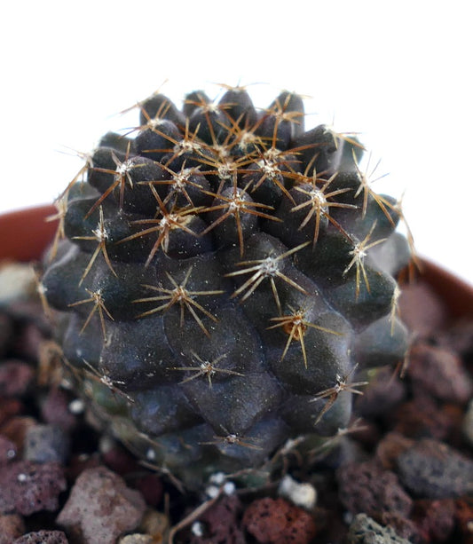 Copiapoa serpentisulcata dunkelgrüner Sukkulenten-Kaktus mit scharfen braunen Dornen in felsigem Boden