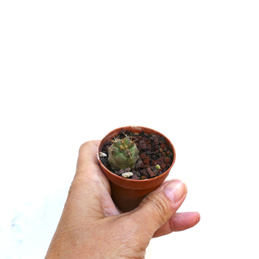 Kleine, ronde cactus Copiapoa solaris met opvallende stekels in een terracotta pot, vastgehouden door een hand