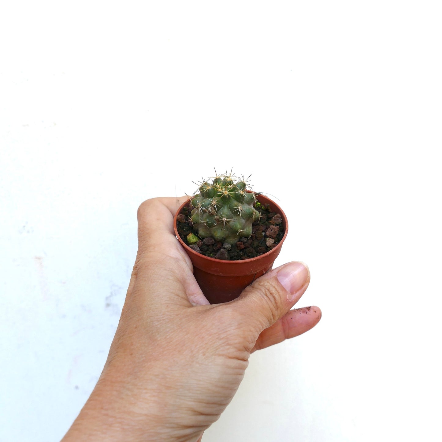 Copiapoa goldii small round succulent cactus with short golden spines in terracotta pot