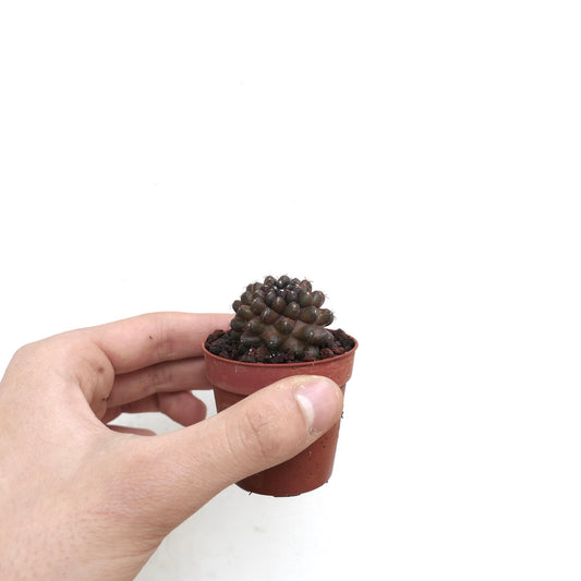 Copiapoa tenuissima small dark succulent cactus with clustered tubercles in pot