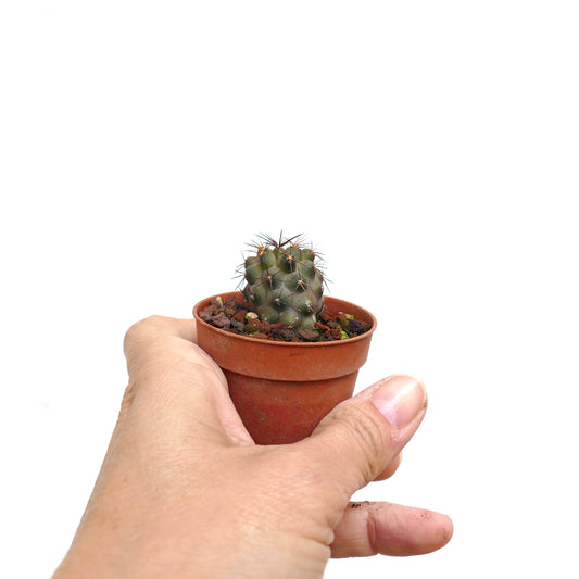 手に持たれたテラコッタ鉢の中の、小さな暗い棘を持つコピアポア・アンディナ多肉サボテン
