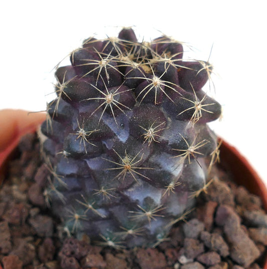 Copiapoa tenuissima dark purple succulent cactus with thin yellow spines in pot