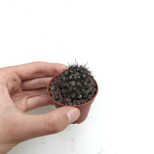 Copiapoa atacamensis small dark green cactus with sharp black spines in pot held by hand