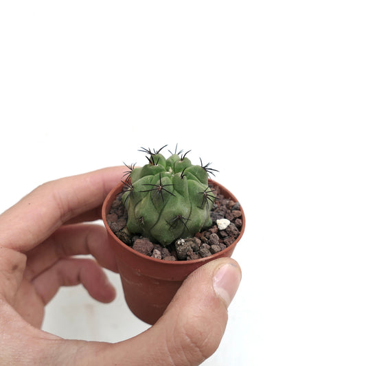 Copiapoa cinerea x hypogaea liten sukkulent kaktus med mørke pigger i terrakottapotte