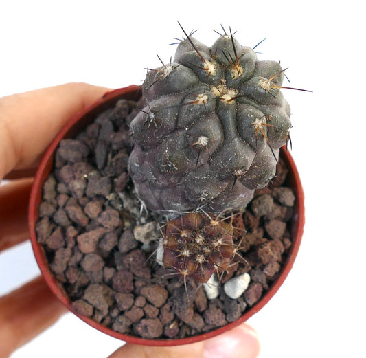 Copiapoa cinerea X serpentisulcata zeldzame vetplant cactus met donkere stekels en gestructureerd oppervlak in pot