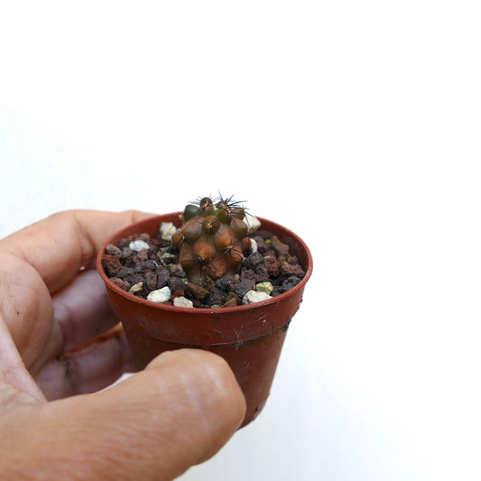 コピアポア・グリセオヴィオラセア 小さな多肉サボテン ダークスパイン付き テラコッタ鉢入り