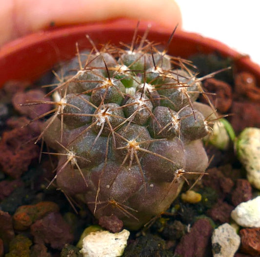 Copiapoa goldii small succulent cactus with brown spines and textured green-gray body