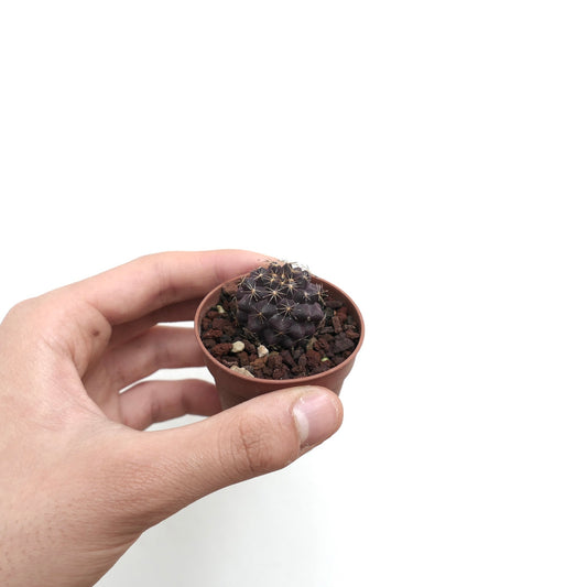 Copiapoa tenuissima small dark purple cactus with golden spines in brown pot