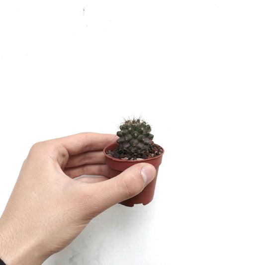Copiapoa humilis small dark green cactus with short spines in a tiny pot held by hand
