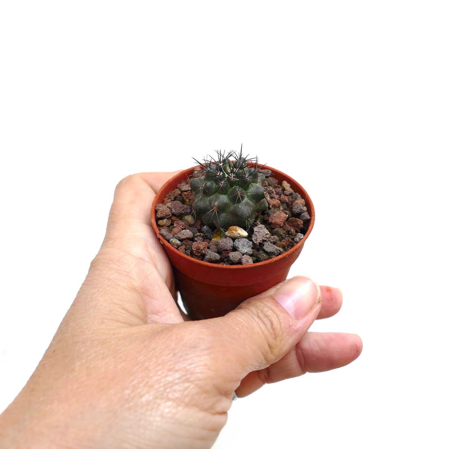 Copiapoa atacamensis small dark green cactus with sharp spines in a terracotta pot