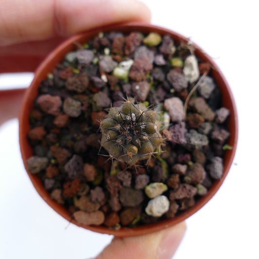 Copiapoa atacamensis small succulent cactus with dark spines in rocky soil pot