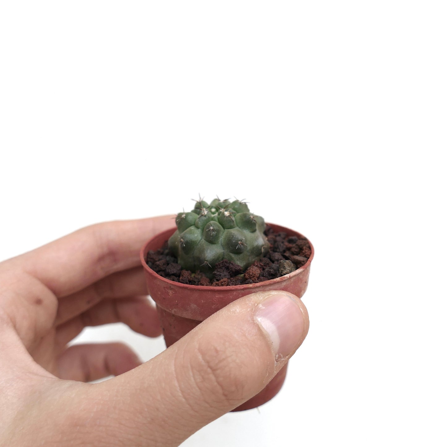 Copiapoa cinerea liten saftig kaktus med avrundede knoller og korte torner i potte