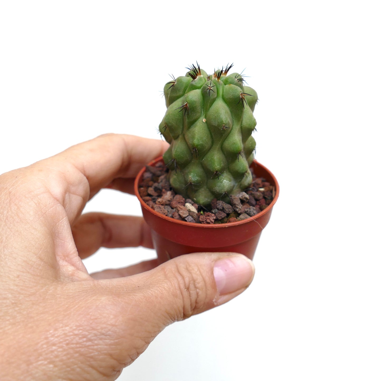 โคปิอาโพอา ซิเนเรอา กระบองเพชรเนื้อเล็กมีหัวปุ่มกลมเฉพาะตัวและหนามสีเข้มในกระถาง