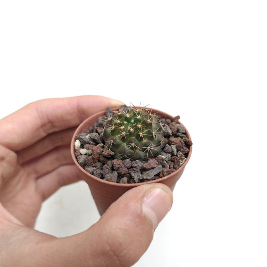 Piccolo cactus succulento tondo Copiapoa goldii con spine affilate in vaso di terracotta