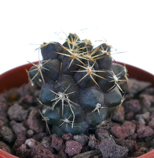 Copiapoa goldii rare dark succulent cactus with long yellow spines in pot