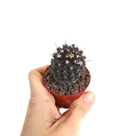 Copiapoa humilis small dark purple cactus with white spines in a red pot held by hand