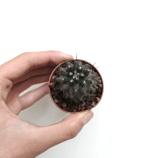 Copiapoa humilis small dark green cactus with long black spines in terracotta pot