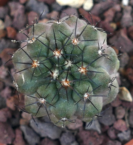 Copiapoa cinerea succulent cactus with dense black spines and rounded ribbed body