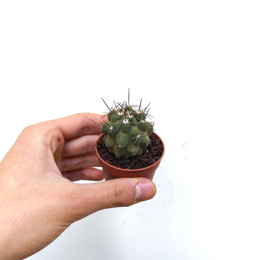 Copiapoa fiedleriana small green cactus with prominent dark spines in terracotta pot