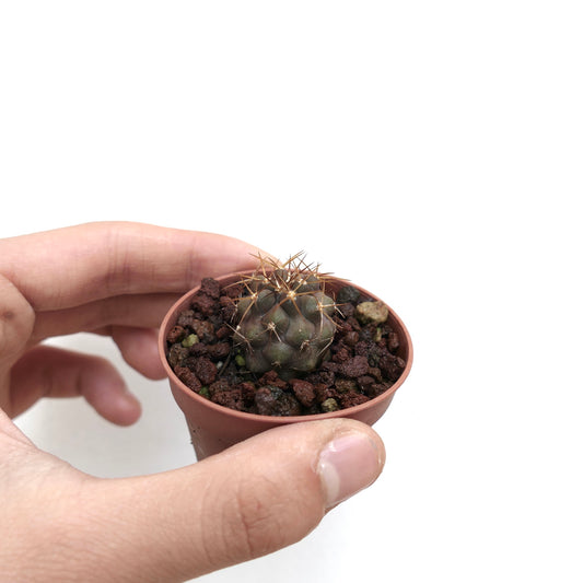 Piccolo cactus succulento Copiapoa goldii con spine marroni in un vaso miniatura tenuto in mano