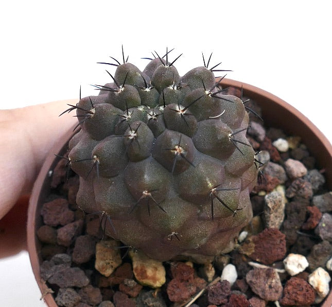 Copiapoa cinerea succulent cactus with dark green rounded tubercles and sharp black spines in pot