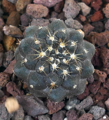 Copiapoa columna-alba X goldii cacto suculento raro com pequenas espinhas amarelas e corpo verde escuro