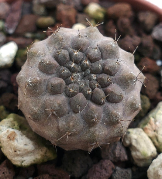 Copiapoa cinerea zeldzame sappige cactus met ronde tuberkels en spaarzame stekels