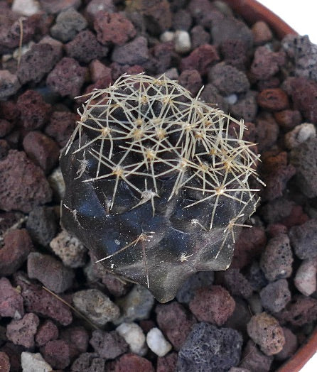 Copiapoa tenuissima rare dark succulent cactus with fine yellow spines in rocky soil