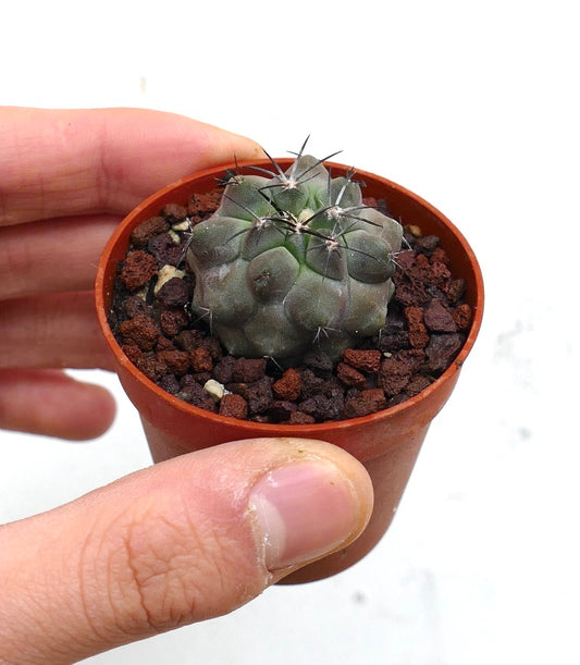 Kleine Copiapoa dealbata X cupreata vetplant cactus met donkere stekels in terracotta pot