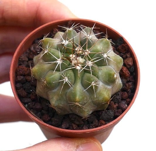 Copiapoa serpentisulcata kleiner runder Kaktus mit markanten Rippen und scharfen Stacheln im Topf