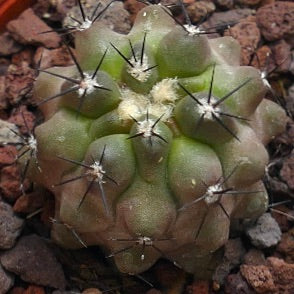 Copiapoa cinerea succulent cactus with rounded tubercles and dark spines on rocky soil