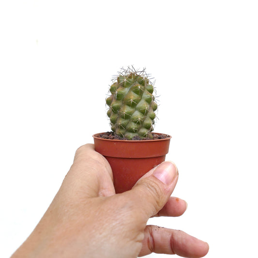 Copiapoa humilis X bridgesii liten grønn kaktus med fremtredende torner i terrakottakrukke