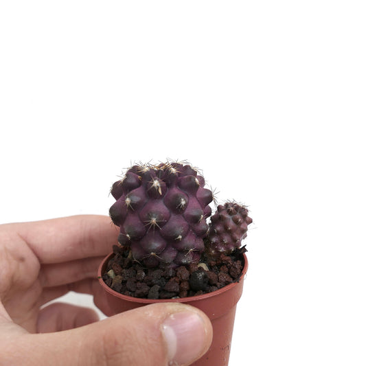 Copiapoa copiapoa griseoviolacea x humilis lilla sukkulent kaktus med små pigger i potte
