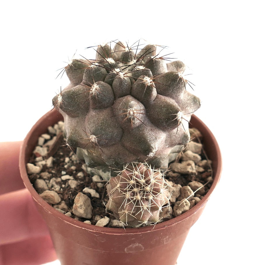 Copiapoa humilis og Copiapoa goldii sjeldne sukkulente kaktuser med torneete, teksturerte stilker i liten potte