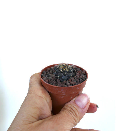 Copiapoa goldii small dark succulent cactus with golden spines in terracotta pot