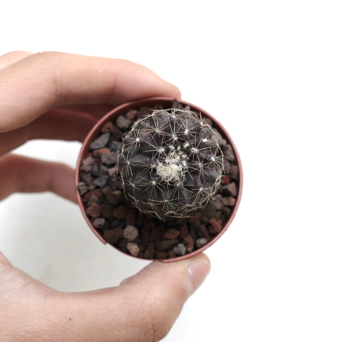 Copiapoa humilis piccolo cactus scuro con sottili spine bianche in un vaso rotondo