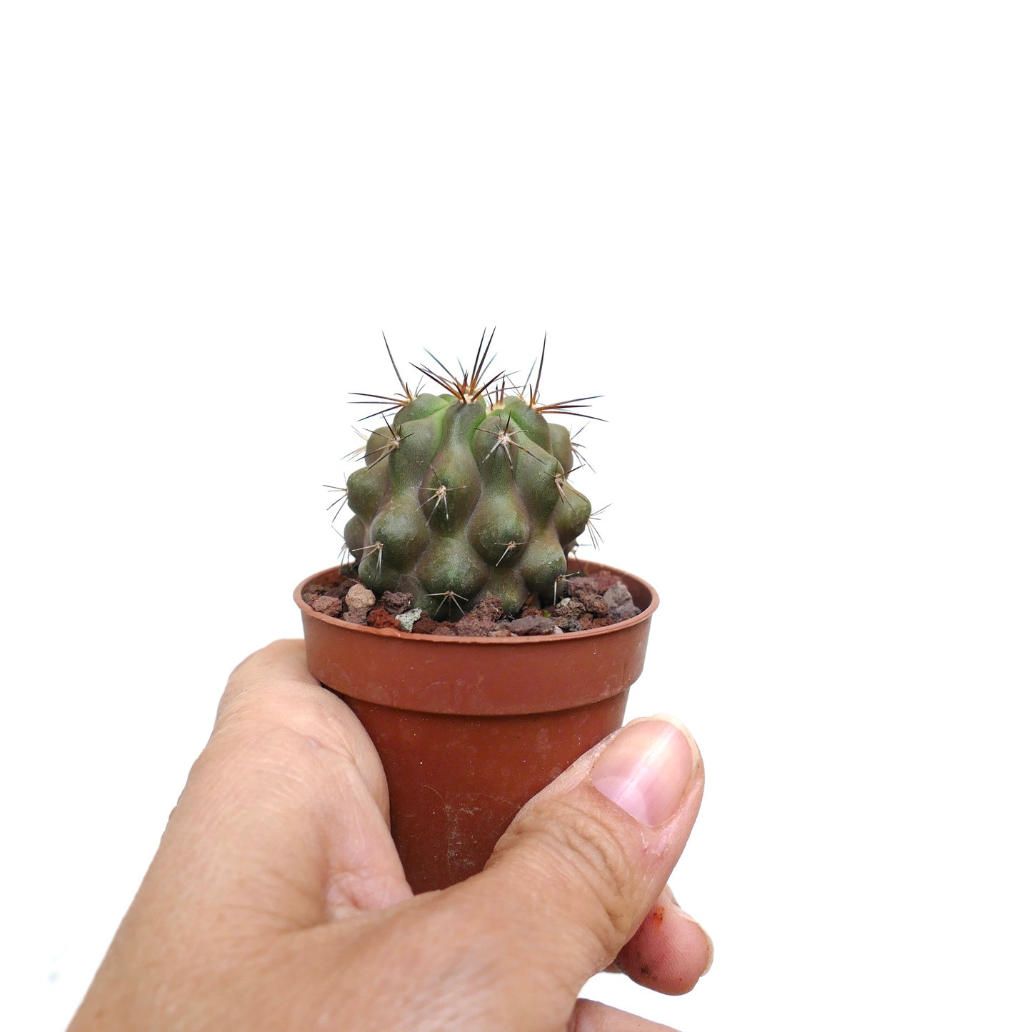 테라코타 화분에 뚜렷한 가시가 있는 코피아포아 시네레아 X 브리짓시 소형 녹색 선인장