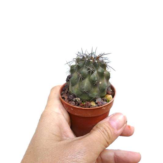 Copiapoa fiedleriana small succulent cactus with dark spines in terracotta pot held by hand