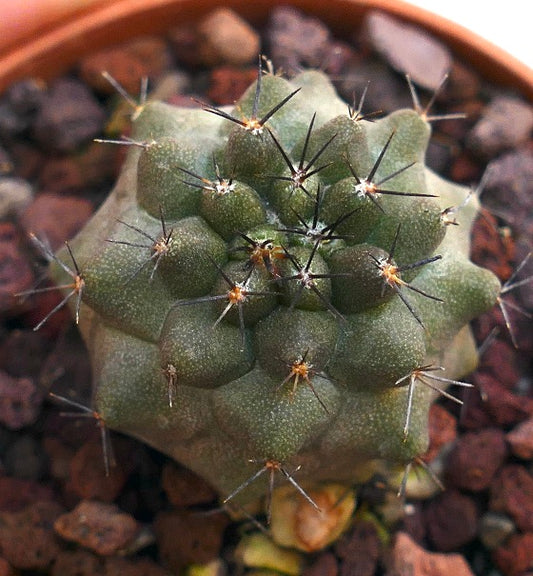 Copiapoa cinerea X atacamensis zeldzame vetplant cactus met dichte zwarte stekels en een getextureerd groen lichaam