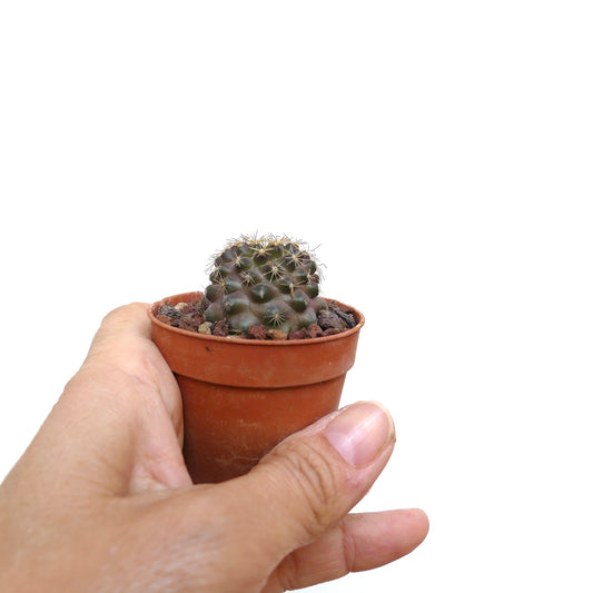 Copiapoa serpentisulcata kleiner dunkelgrüner Kaktus mit markanten Dornen im Terrakottatopf